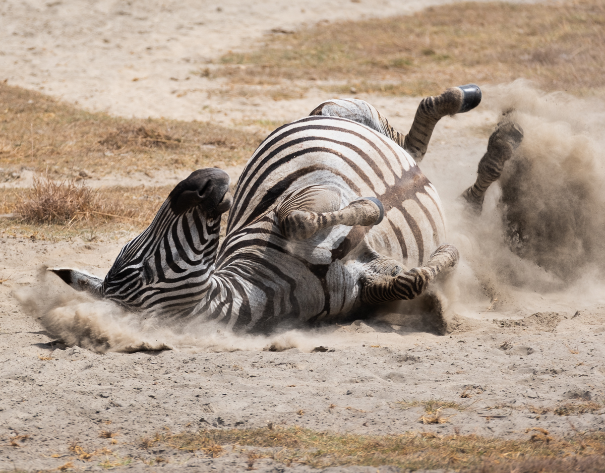 A zebra rolling in the dust in Ngorongoro Crater